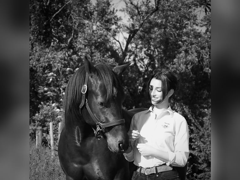 American Quarter Horse Wallach 6 Jahre 152 cm Dunkelbrauner in Rechtmehring