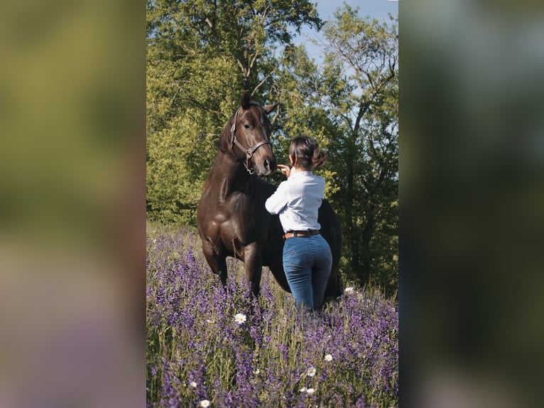 American Quarter Horse Wallach 6 Jahre 152 cm Dunkelbrauner in Rechtmehring