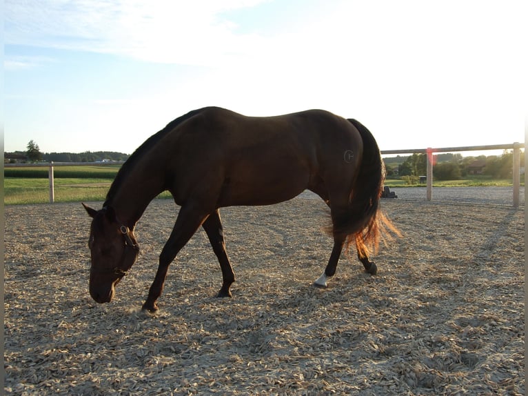 American Quarter Horse Wallach 6 Jahre 152 cm Dunkelbrauner in Rechtmehring