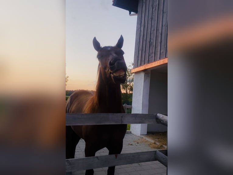 American Quarter Horse Wallach 6 Jahre 152 cm Dunkelbrauner in Rechtmehring
