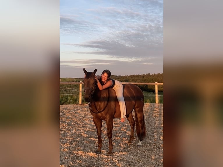 American Quarter Horse Wallach 6 Jahre 152 cm Dunkelbrauner in Rechtmehring