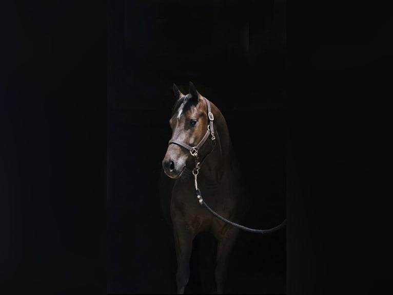 American Quarter Horse Wallach 6 Jahre 152 cm Dunkelbrauner in Rechtmehring