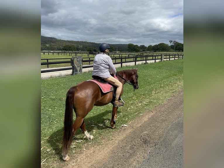 American Quarter Horse Wallach 6 Jahre 152 cm Dunkelfuchs in Manchester
