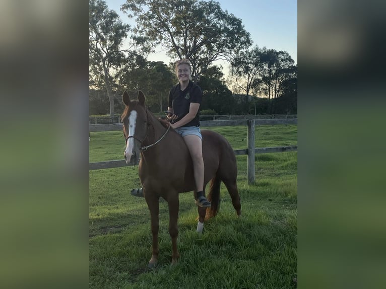 American Quarter Horse Wallach 6 Jahre 152 cm Dunkelfuchs in Manchester