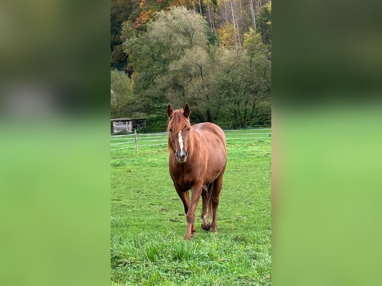 American Quarter Horse Wallach 6 Jahre 152 cm Dunkelfuchs in Mannebach