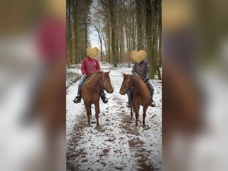 American Quarter Horse Wallach 6 Jahre 152 cm Dunkelfuchs in Mannebach