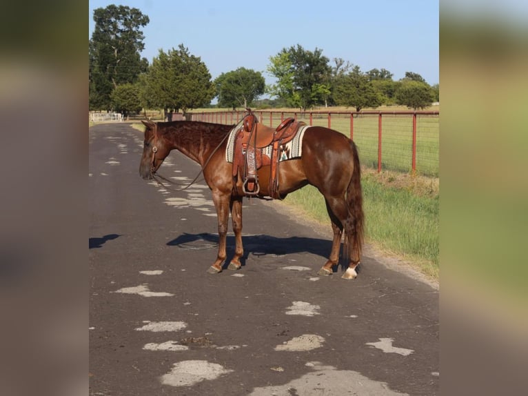 American Quarter Horse Wallach 6 Jahre 152 cm Dunkelfuchs in Grand Saline, TX