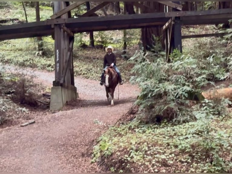 American Quarter Horse Wallach 6 Jahre 152 cm Dunkelfuchs in Paicines CA