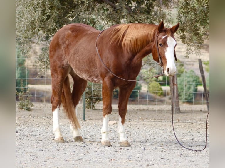 American Quarter Horse Wallach 6 Jahre 152 cm Dunkelfuchs in Paicines CA