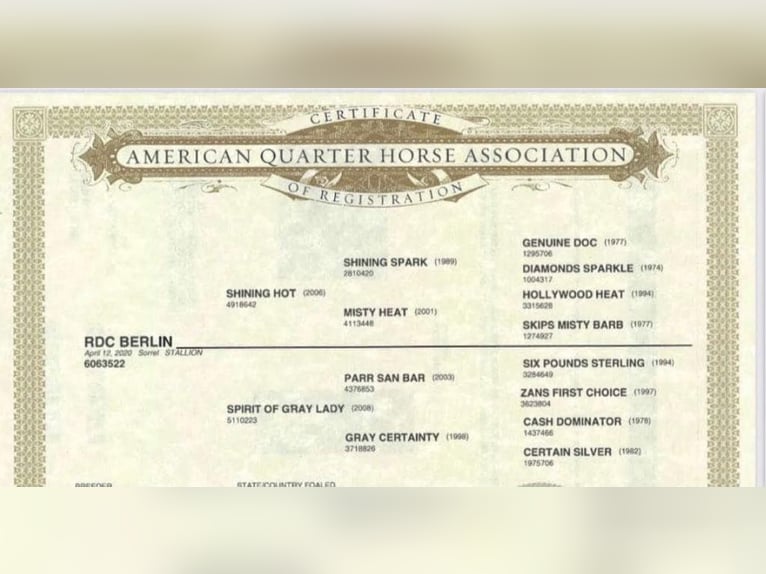 American Quarter Horse Wallach 6 Jahre 152 cm Dunkelfuchs in Paicines CA