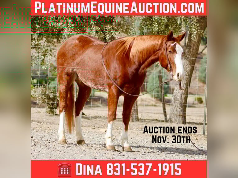 American Quarter Horse Wallach 6 Jahre 152 cm Dunkelfuchs in Paicines CA
