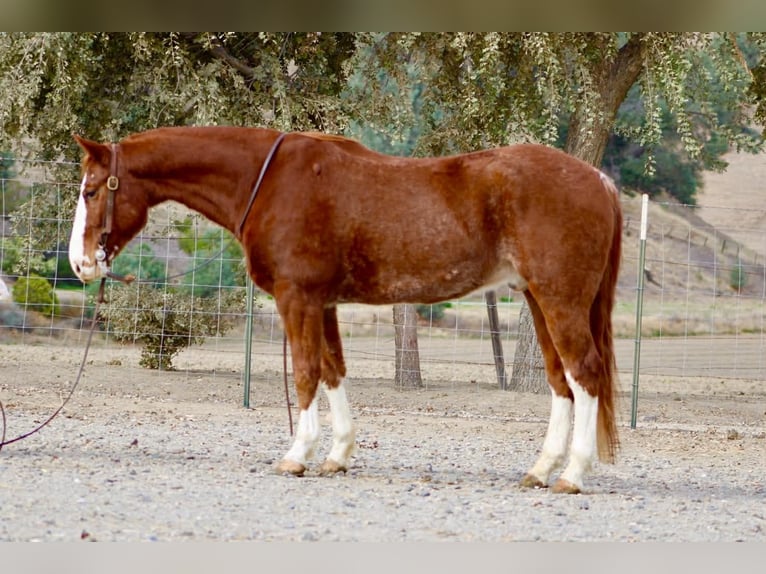 American Quarter Horse Wallach 6 Jahre 152 cm Dunkelfuchs in Paicines CA
