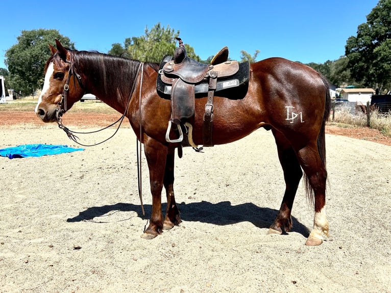 American Quarter Horse Wallach 6 Jahre 152 cm Dunkelfuchs in Valley Springs CA