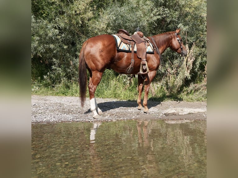 American Quarter Horse Wallach 6 Jahre 152 cm Dunkelfuchs in Wickenburg AZ