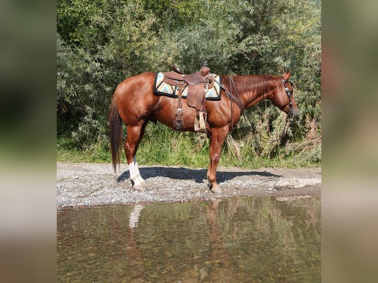 American Quarter Horse Wallach 6 Jahre 152 cm Dunkelfuchs in Wickenburg AZ