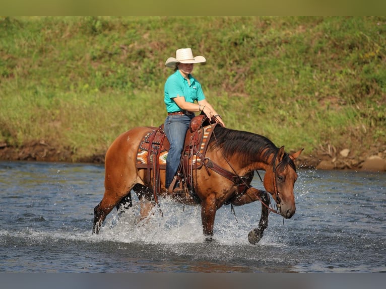 American Quarter Horse Wallach 6 Jahre 152 cm Falbe in Clarion