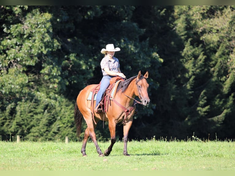 American Quarter Horse Wallach 6 Jahre 152 cm Falbe in Clarion