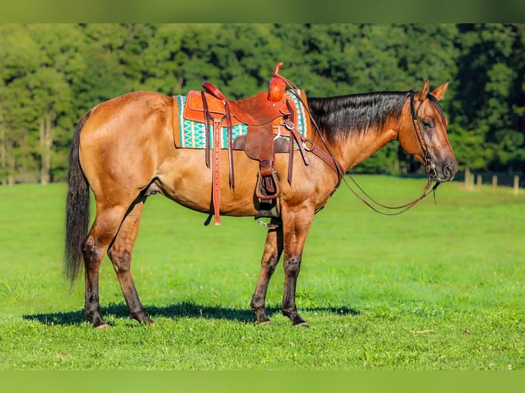 American Quarter Horse Wallach 6 Jahre 152 cm Falbe in Clarion