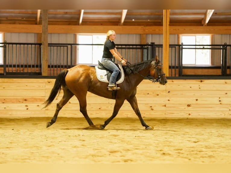 American Quarter Horse Wallach 6 Jahre 152 cm Falbe in Clarion