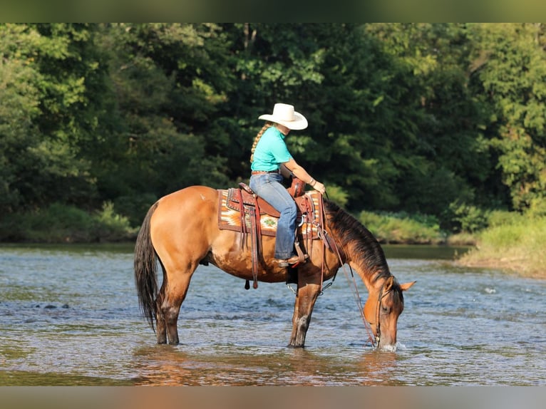 American Quarter Horse Wallach 6 Jahre 152 cm Falbe in Clarion