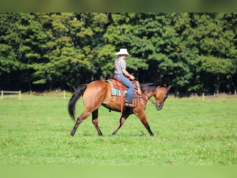 American Quarter Horse Wallach 6 Jahre 152 cm Falbe in Clarion