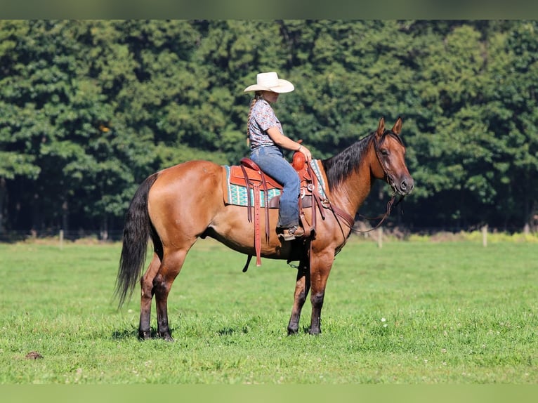 American Quarter Horse Wallach 6 Jahre 152 cm Falbe in Clarion