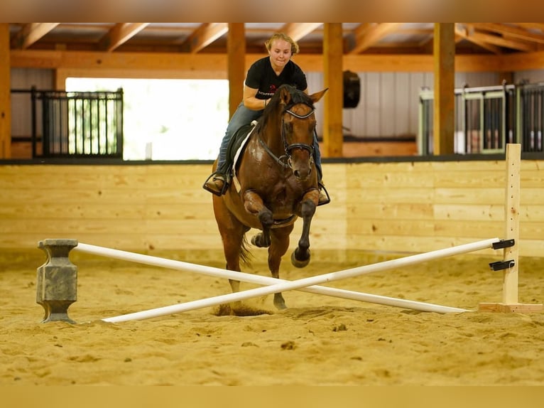 American Quarter Horse Wallach 6 Jahre 152 cm Falbe in Clarion