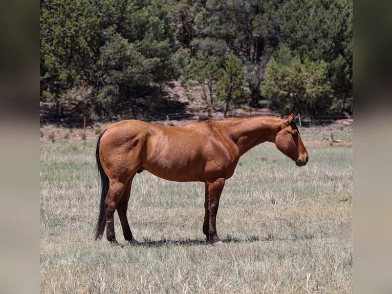 American Quarter Horse Wallach 6 Jahre 152 cm Falbe in Camp Verde, AZ