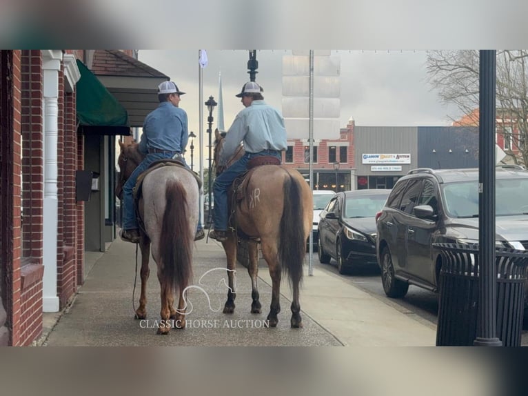 American Quarter Horse Wallach 6 Jahre 152 cm Falbe in Austin, KY