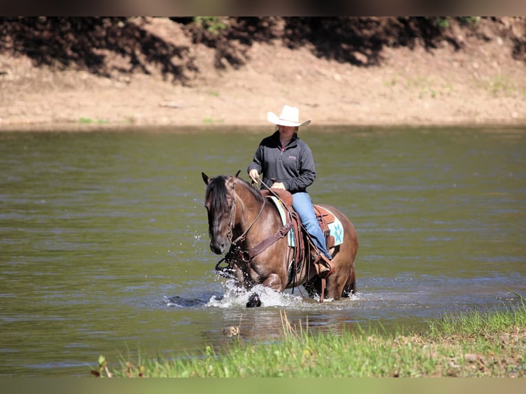 American Quarter Horse Wallach 6 Jahre 152 cm Grullo in Clarion, PA