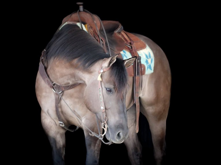 American Quarter Horse Wallach 6 Jahre 152 cm Grullo in Clarion, PA