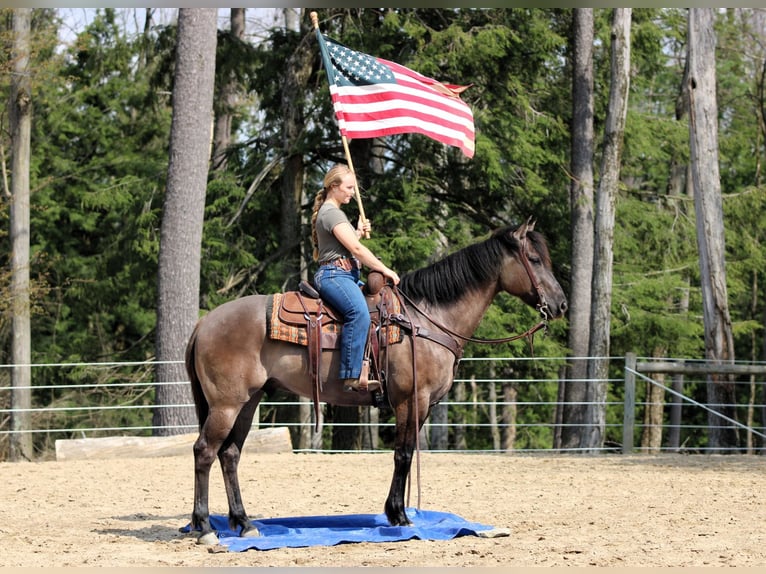 American Quarter Horse Wallach 6 Jahre 152 cm Grullo in Clarion, PA