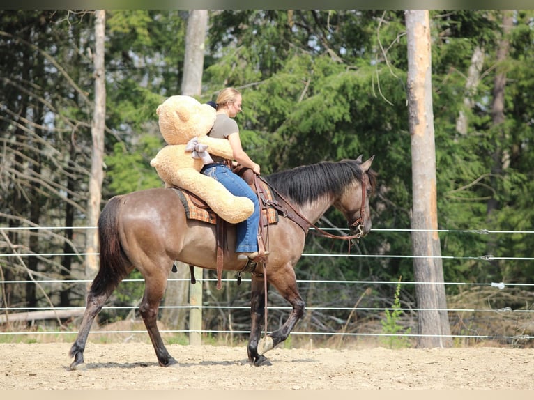 American Quarter Horse Wallach 6 Jahre 152 cm Grullo in Clarion, PA