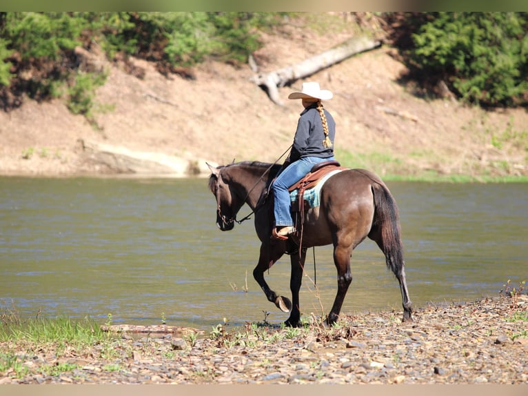 American Quarter Horse Wallach 6 Jahre 152 cm Grullo in Clarion, PA
