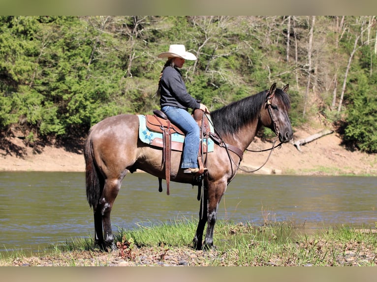 American Quarter Horse Wallach 6 Jahre 152 cm Grullo in Clarion, PA