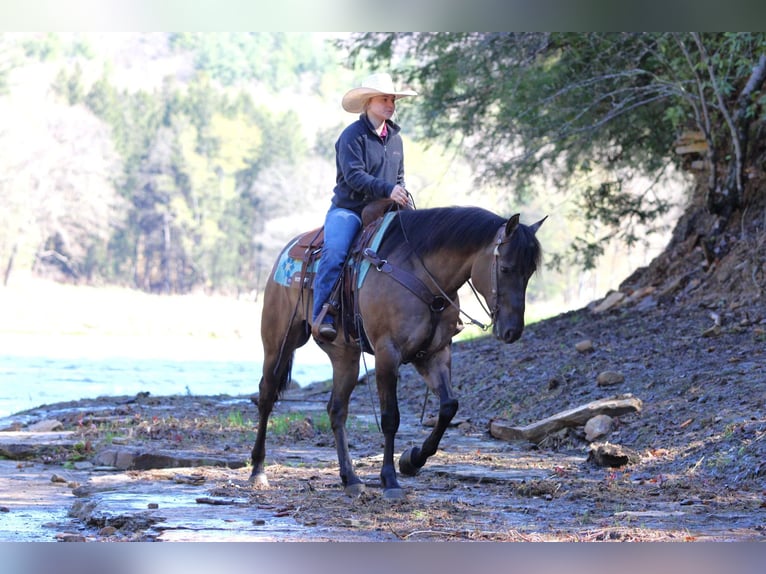 American Quarter Horse Wallach 6 Jahre 152 cm Grullo in Clarion, PA