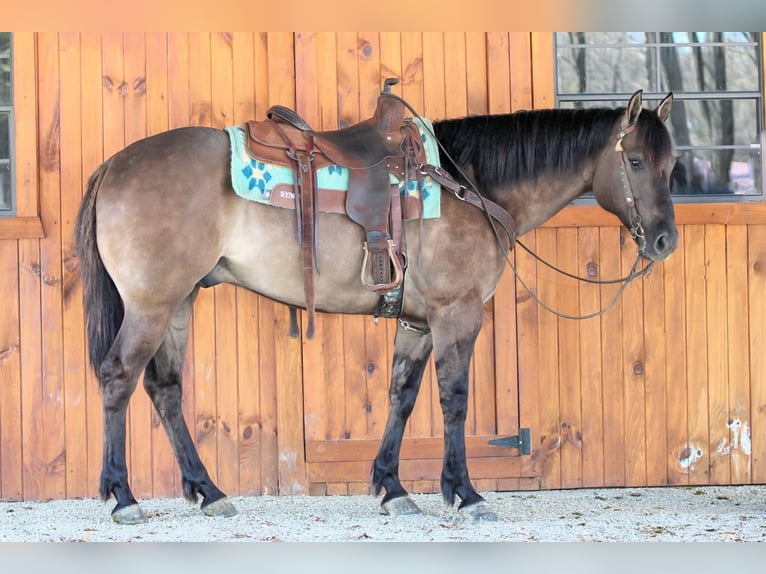 American Quarter Horse Wallach 6 Jahre 152 cm Grullo in Clarion, PA
