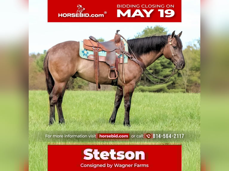 American Quarter Horse Wallach 6 Jahre 152 cm Grullo in Clarion, PA