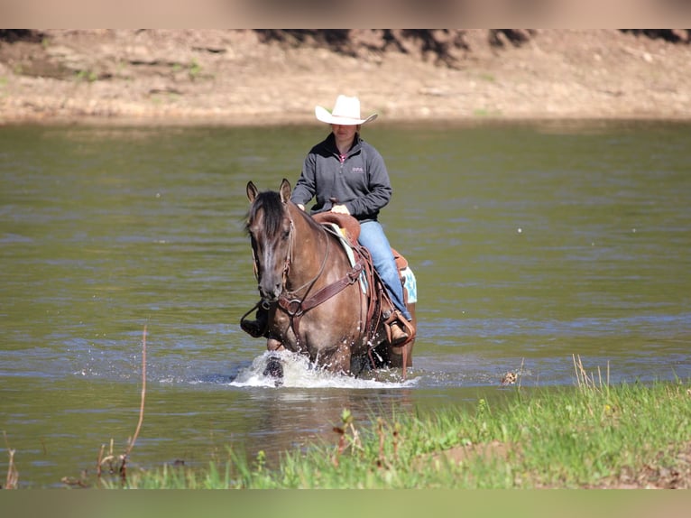 American Quarter Horse Wallach 6 Jahre 152 cm Grullo in Clarion, PA