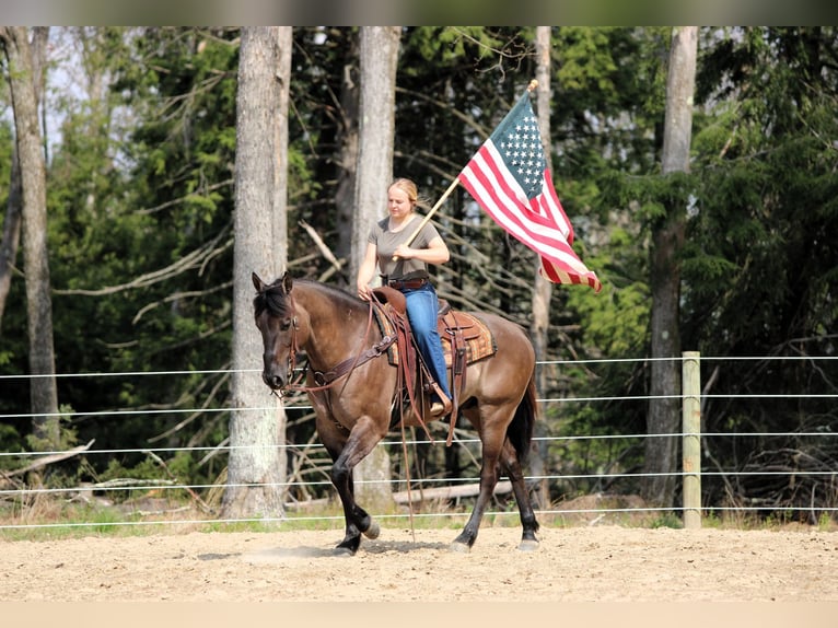 American Quarter Horse Wallach 6 Jahre 152 cm Grullo in Clarion, PA