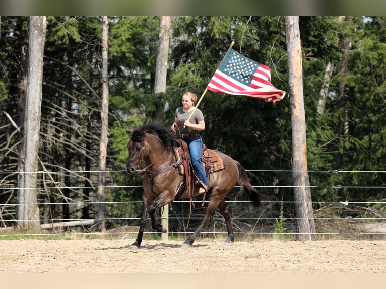 American Quarter Horse Wallach 6 Jahre 152 cm Grullo in Clarion, PA