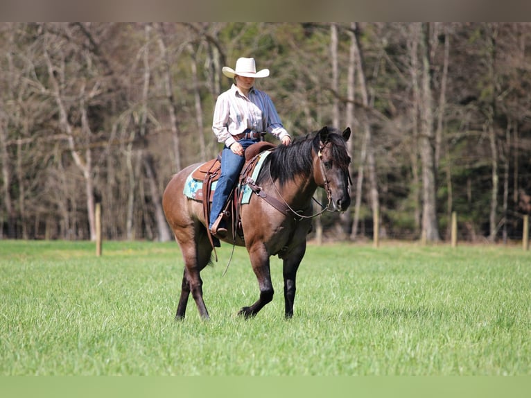 American Quarter Horse Wallach 6 Jahre 152 cm Grullo in Clarion, PA