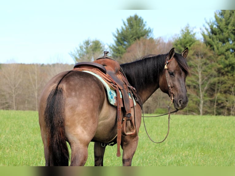 American Quarter Horse Wallach 6 Jahre 152 cm Grullo in Clarion, PA