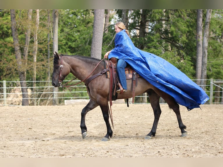American Quarter Horse Wallach 6 Jahre 152 cm Grullo in Clarion, PA