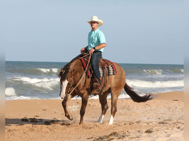 American Quarter Horse Wallach 6 Jahre 152 cm Grullo in Millersburg
