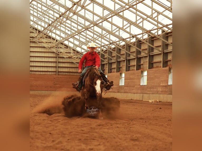 American Quarter Horse Wallach 6 Jahre 152 cm Grullo in Millersburg