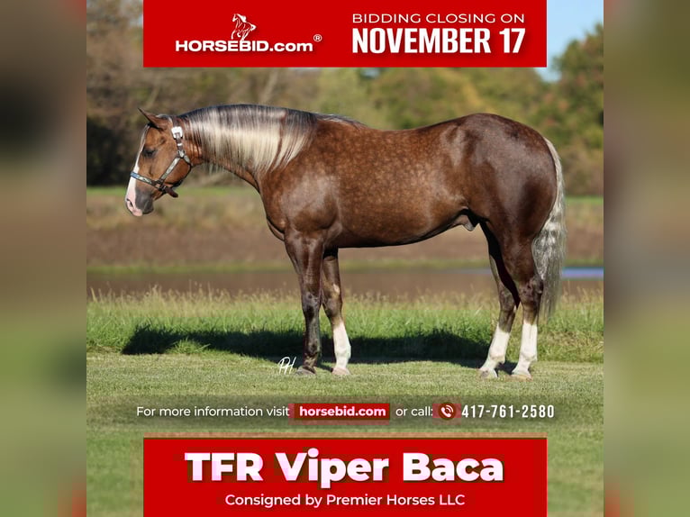 American Quarter Horse Wallach 6 Jahre 152 cm Palomino in Buffalo