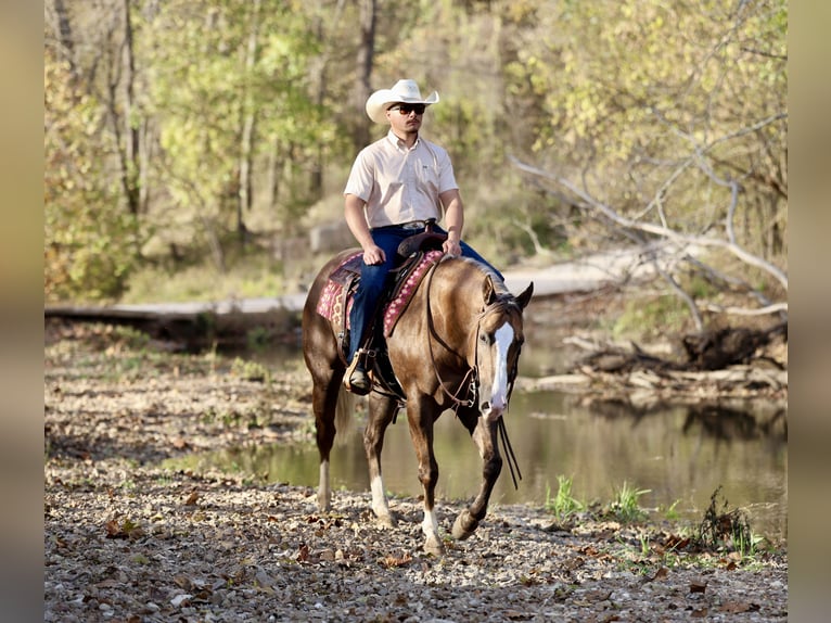 American Quarter Horse Wallach 6 Jahre 152 cm Palomino in Buffalo