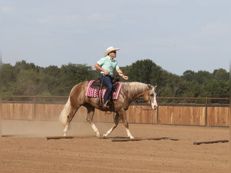 American Quarter Horse Wallach 6 Jahre 152 cm Palomino in Buffalo