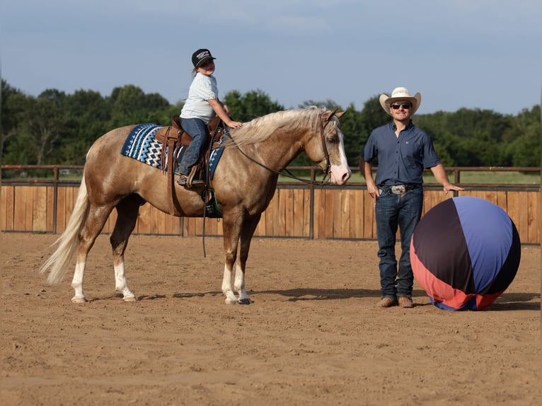 American Quarter Horse Wallach 6 Jahre 152 cm Palomino in Buffalo